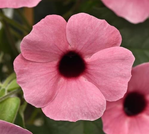 Thunbergia Flower Seeds Pink Heirloom Non-GMO High Germination Organic Garden Seeds for Planting