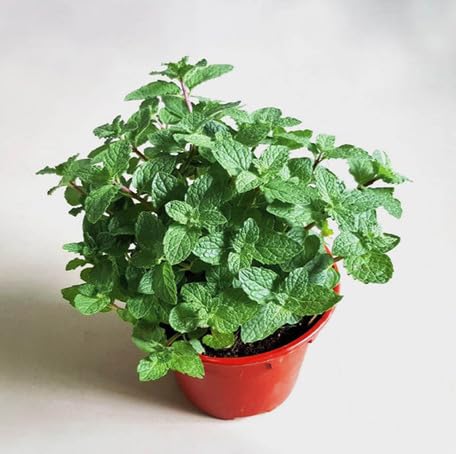 Green Mint Plant Seeds Heirloom Non-GMO High Germination Organic Garden Seeds for Planting