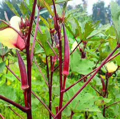 Red Okra Seeds – Heirloom, Non-GMO, High Germination Organic Garden Seeds Planting