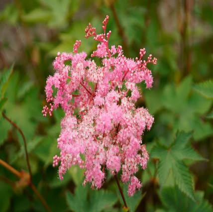 Pink Filipendula Flower Seeds – Heirloom, Non-GMO High Germination Seeds for Planting | Organic Garden Seeds