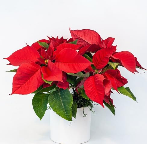 Poinsettia Blumensamen – Alte Sorte, gentechnikfrei, keimstark, Bio-Gartensamen zum Pflanzen