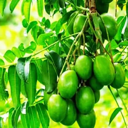 Green Spondias Seeds – Heirloom, Non-GMO, High Germination Organic Garden Seeds