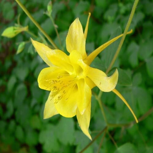 Yellow Aquilegia Flower Seeds for Planting – Heirloom, Non-GMO, High Germination Organic Garden Seeds