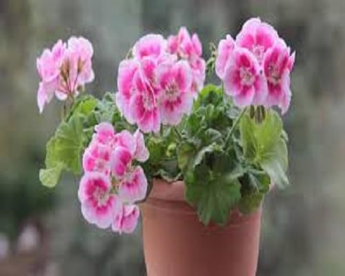 Blooming New Geranium Flower Seeds White – Heirloom, Non-GMO, High Germination Organic Garden Seeds for Planting