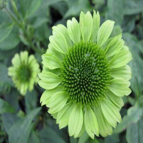 green echinacea flower seeds
