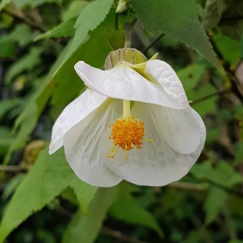 White Abutilon Flower Seeds Heirloom Non-GMO High Germination Organic Garden Seeds