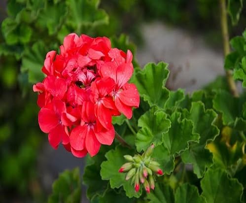 red geranium flower seeds