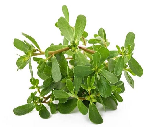 purslane heirloom non-gmo seeds