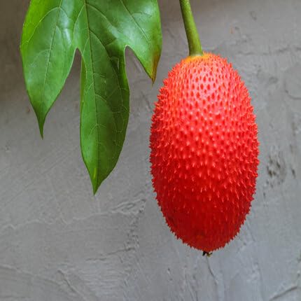 Red Gac Seeds – Heirloom, Non-GMO, High Germination Organic Garden Seeds