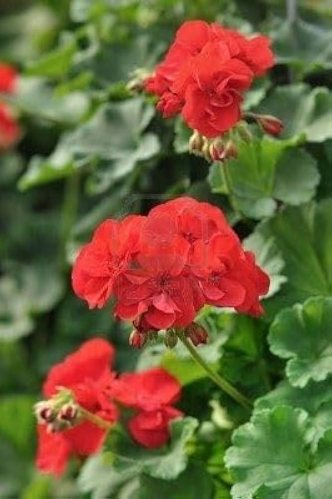 red red flower seeds