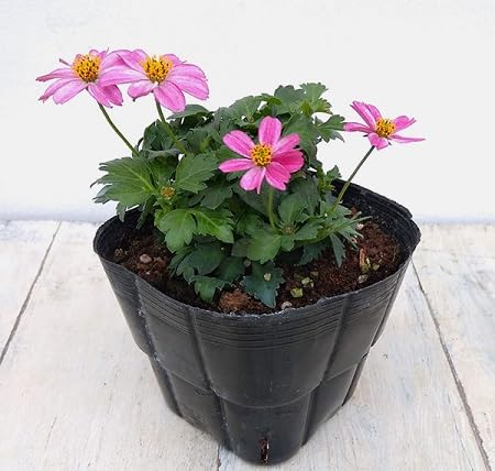 Pink Bidens Erigeron Flower Seeds Heirloom Non-GMO High Germination Organic Garden Seeds for Planting