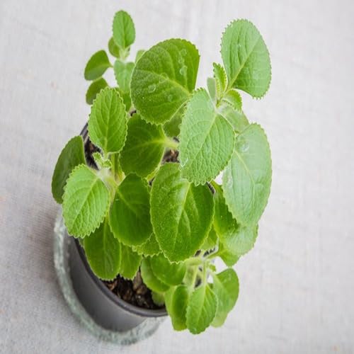 Green Cuban Oregano Plant Seeds Heirloom Non-GMO High Germination Organic Garden Seeds for Planting