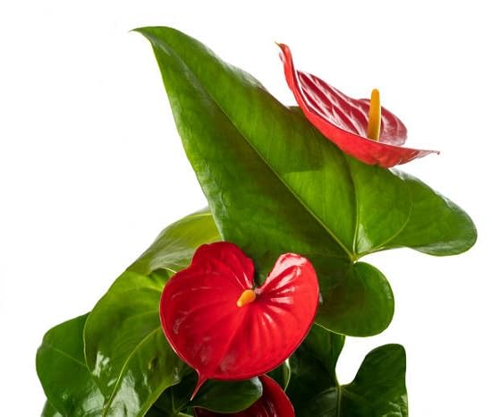perennial anthurium flower heirloom non-gmo seeds