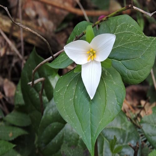 White Trillium Ovatum Seeds for Planting Heirloom Non-GMO High Germination Organic Garden Seeds