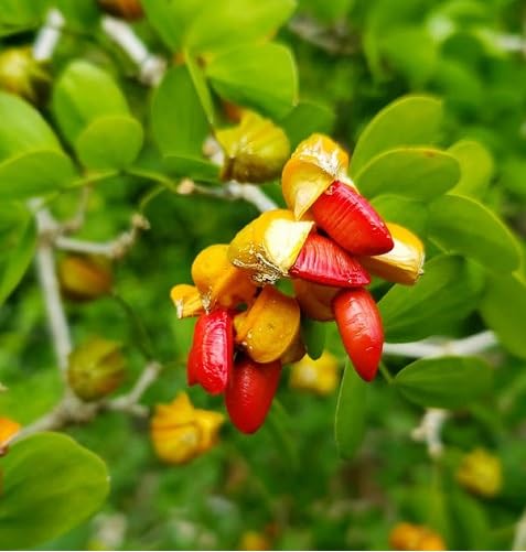 Rote Lignum Vitae Samen – Alte Sorte, gentechnikfrei, hohe Keimfähigkeit, Bio-Gartensamen zum Pflanzen