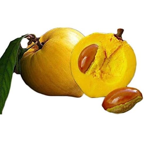 Yellow Canistel Seeds – Heirloom, Non-GMO, High Germination Organic Garden Seeds