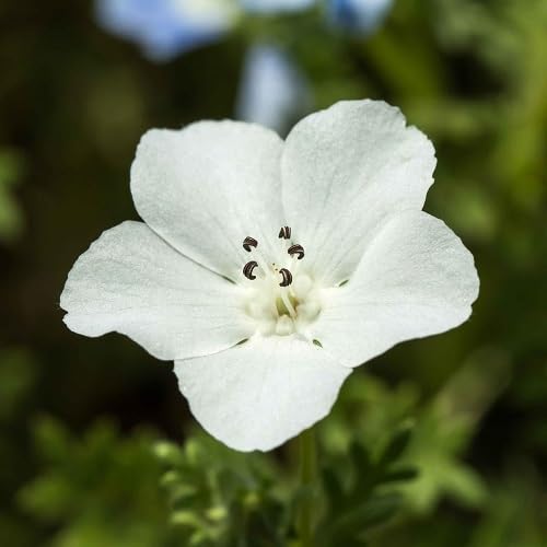 White Nemophila Flower Seeds – Heirloom Non-GMO Organic Garden