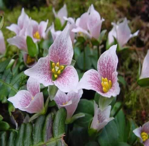 Pink Trillium Rivale Flower Seeds Heirloom Non-GMO High Germination Organic Garden Seeds for Planting