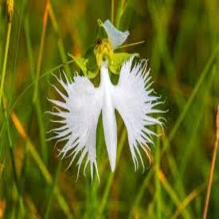 Egret Orchid Flower Seeds White – Heirloom Non-GMO High Germination Seeds