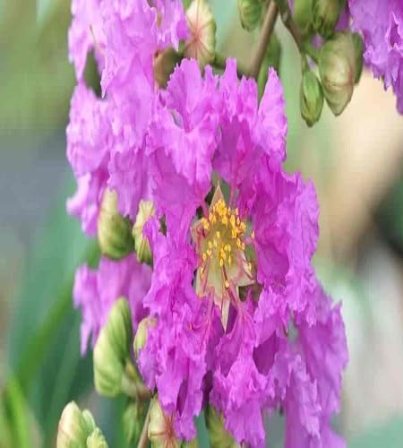 Pink Speciosa Flower Seeds Heirloom Non-GMO High Germination Organic Garden Seeds for Planting