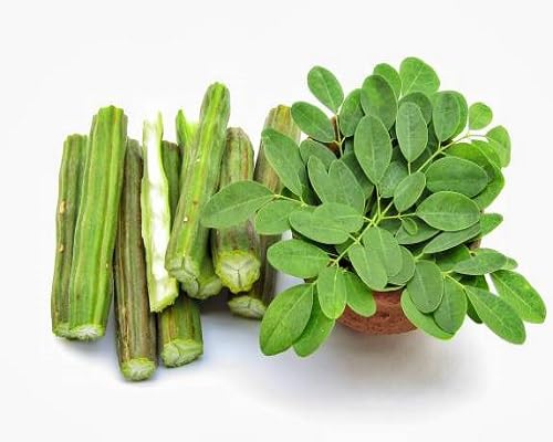 Moringa Seeds – Heirloom, Non-GMO, High Germination Organic Garden Seeds Planting