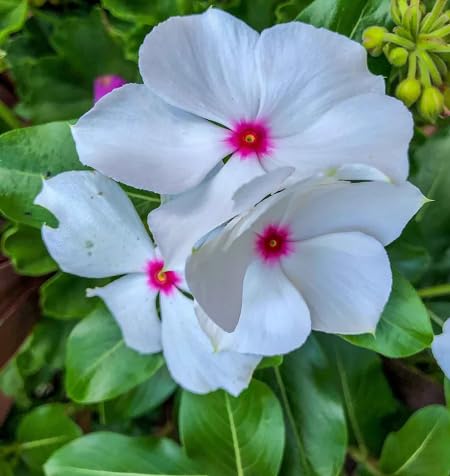 Immergrün-Blumensamen – Alte Sorte, gentechnikfrei, keimstark, Bio-Gartensamen zum Pflanzen