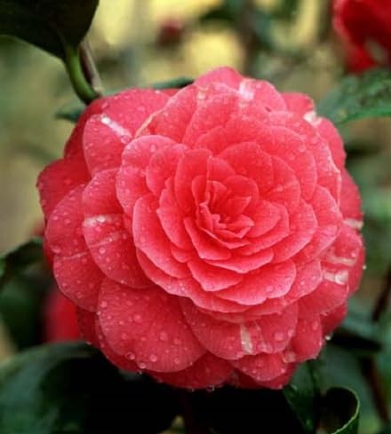 Green Camelia Flower Seeds – Heirloom, Non-GMO, High Germination Organic Garden Seeds for Planting