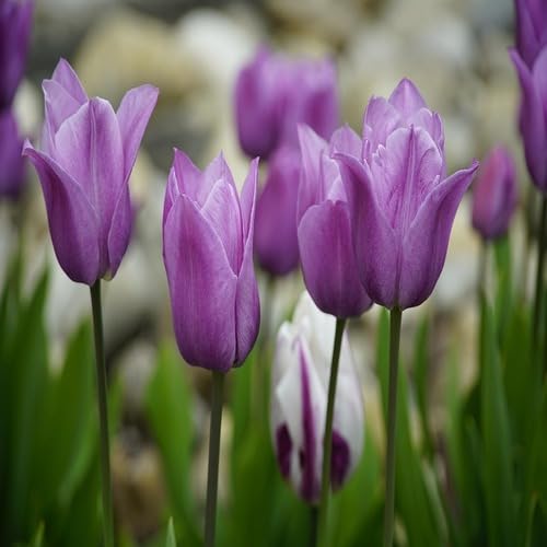 violet tulip flower seeds