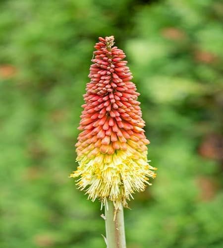 Fackellilien-Blumensamen – Heirloom, gentechnikfrei, hochkeimende Bio-Gartensamen zum Pflanzen