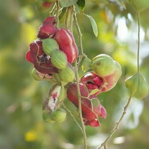 Red Pithecellobium Seeds – Heirloom, Non-GMO, High Germination Organic Garden Seeds