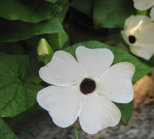 Thunbergia Flower Seeds White Heirloom Non-GMO High Germination Organic Garden Seeds for Planting