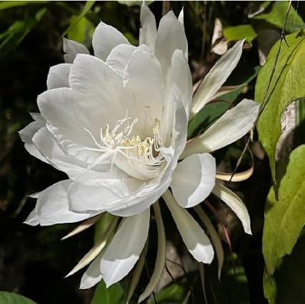 White Epiphyllum Flower Seeds Heirloom Non-GMO High Germination Organic Garden Seeds for Planting