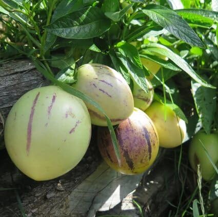 Green Ginseng Melon Seeds – Heirloom, Non-GMO, High Germination Organic Garden Seeds