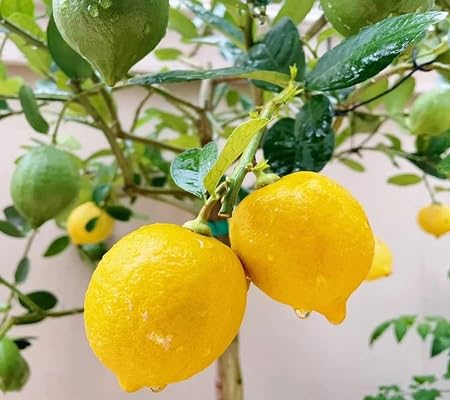 Lemon Seeds – Heirloom, Non-GMO, High Germination Organic Garden Seeds
