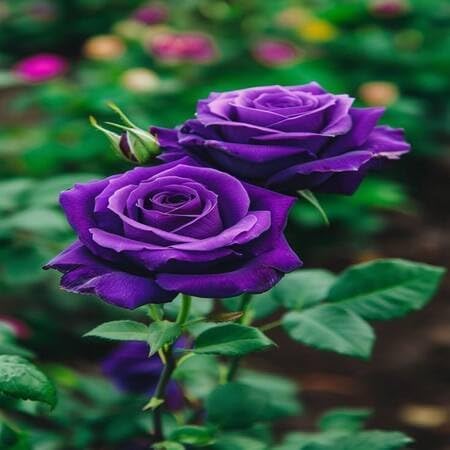 Purple Rose Flower Seeds for Planting – Heirloom Non-GMO High Germination Organic Garden Seeds