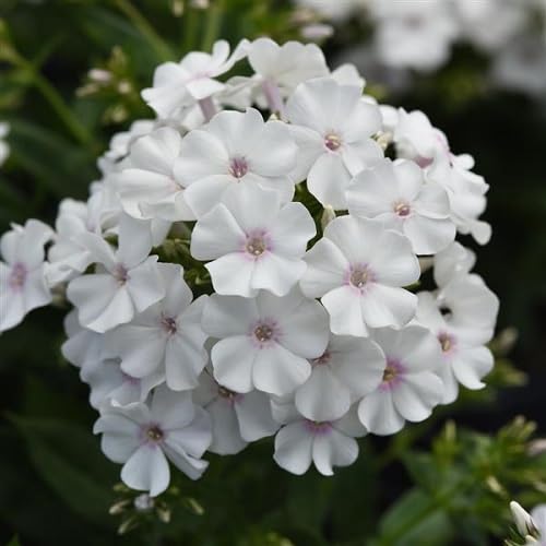 White Phlox Flower Seeds Heirloom Non-GMO High Germination Organic Garden Seeds for Planting