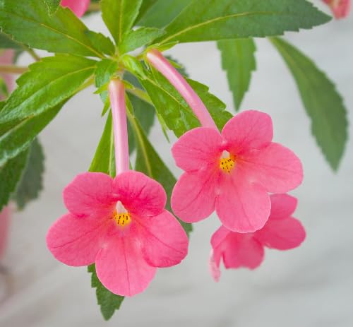 Pink Achimenes Flower Seeds for Planting – Heirloom, Non-GMO, High Germination Organic Garden Seeds