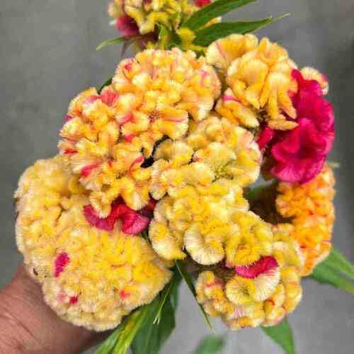 Yellow Red Cockscomb Flower Seeds – Heirloom Non-GMO High Germination Organic Garden Seeds