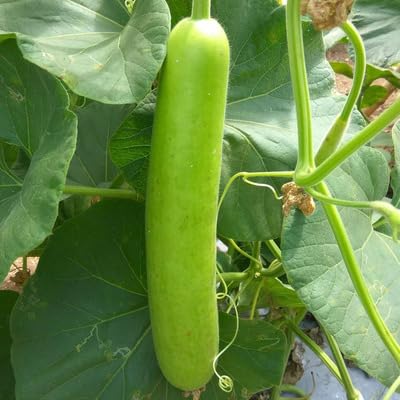 Bottle Gourd Green Seeds – Heirloom, Non-GMO, High Germination Organic Garden Seeds Planting