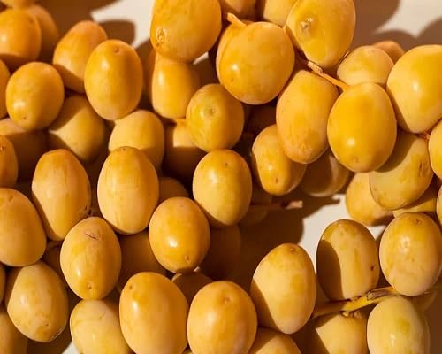 Spondias Seeds Yellow – Heirloom, Non-GMO, High Germination Organic Garden Seeds for Planting