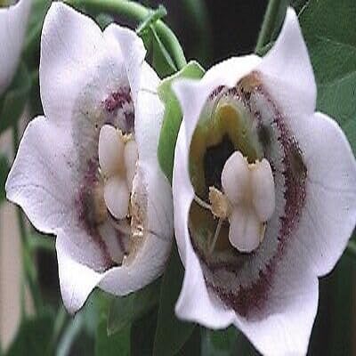 White Codonopsis Pilosula Flower Seeds Heirloom Non-GMO High Germination Organic Garden Seeds for Planting