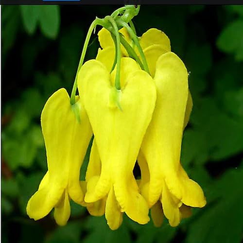 Yellow Dicentra Flower Seeds for Planting – Heirloom, Non-GMO, High Germination