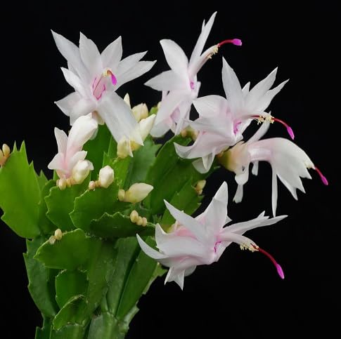 Schlumbergera Blumensamen zum Pflanzen – Alte Sorte, gentechnikfrei, hohe Keimrate, Bio-Gartensamen