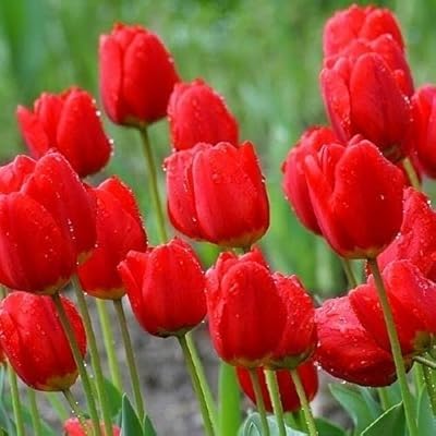 Red Tulip Flower Seeds for Planting – Heirloom, Non-GMO, High Germination