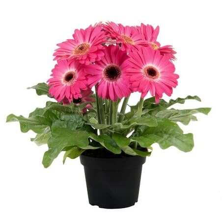 pinkgerberaflowerheirloomnongmo flower seeds