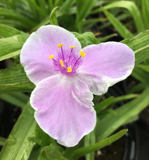 Violet Chablis Flower Seeds – Heirloom Non-GMO High Germination Organic Garden Seeds