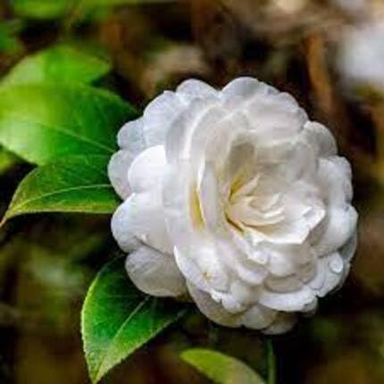 white hemelia flower seeds