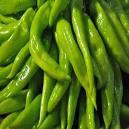 Chilli Seeds – Heirloom, Non-GMO, High Germination Organic Garden Seeds Planting