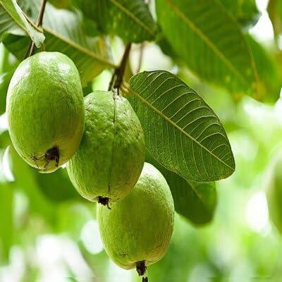 Guava Fruit Seeds – Heirloom, Non-GMO, High Germination Organic Garden Seeds