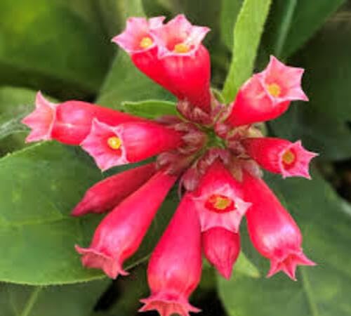 Rote Cestrum-Blumensamen – Alte Sorte, gentechnikfrei, hohe Keimrate, Bio-Gartensamen zum Pflanzen